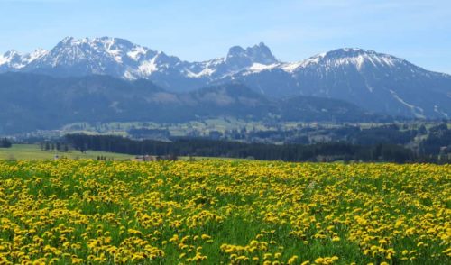 Artikelbild zu Artikel 04.05.2022 – Genießer-Touren: Frühlingswanderung – Nähe Hopfensee – <strong>Heimerbichl</strong>